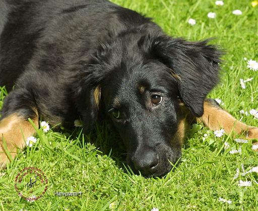 Hovawart 9W009D-123.JPG